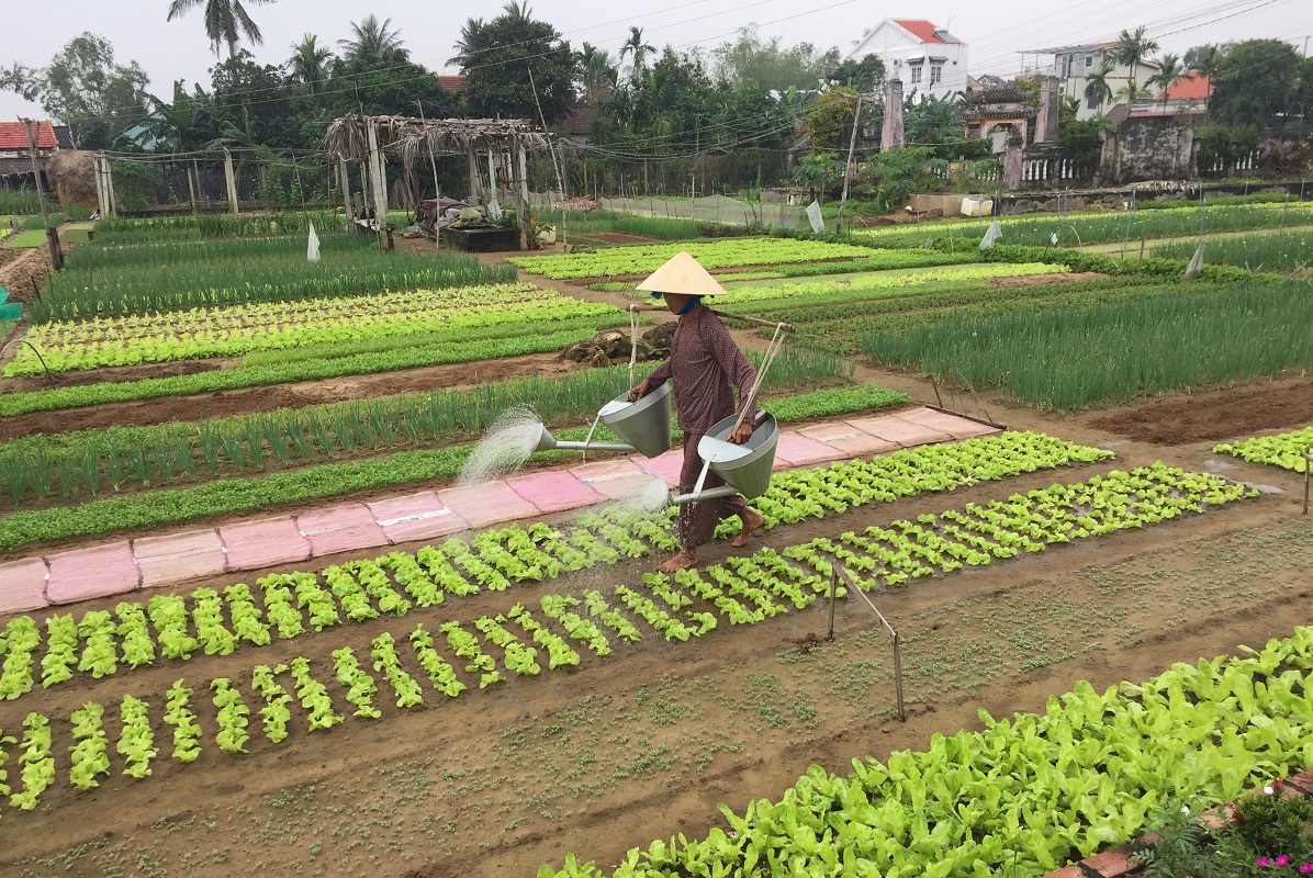 Tra Que Vegetable Village - A Gem of Countryside around Hoi An